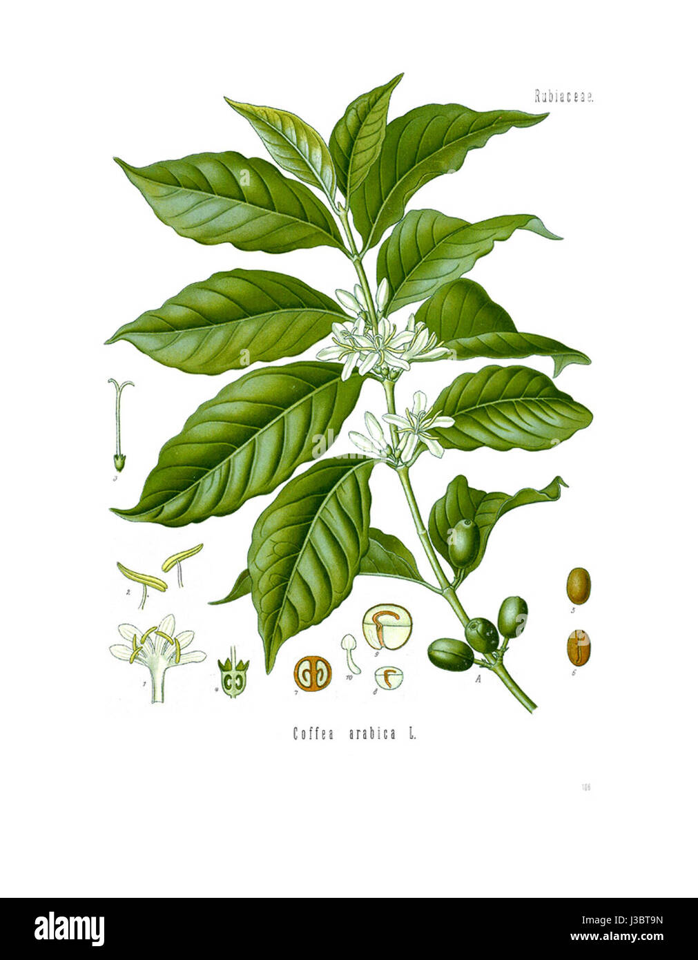 Questo diagramma illustra la Coffea arabica, una specie di pianta del caffè originaria dell'Etiopia. Mostra la struttura del plantâ e fornisce una rappresentazione scientifica dei suoi componenti, come foglie, fiori e frutta. Foto Stock