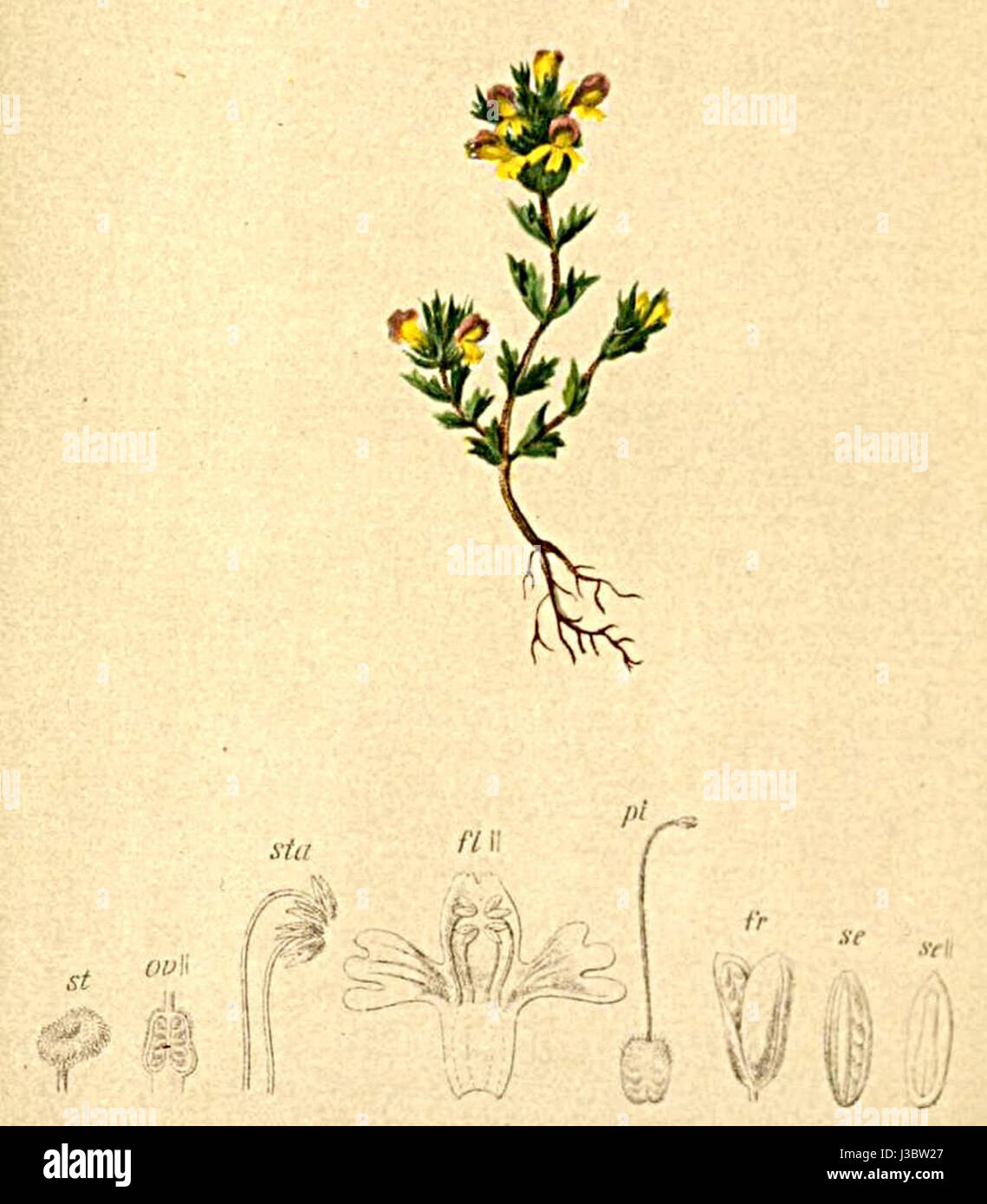 Immagine dall'Atlante Alpenflora che mostra Euphrasia minima, una piccola specie di piante originaria delle regioni alpine. Foto Stock