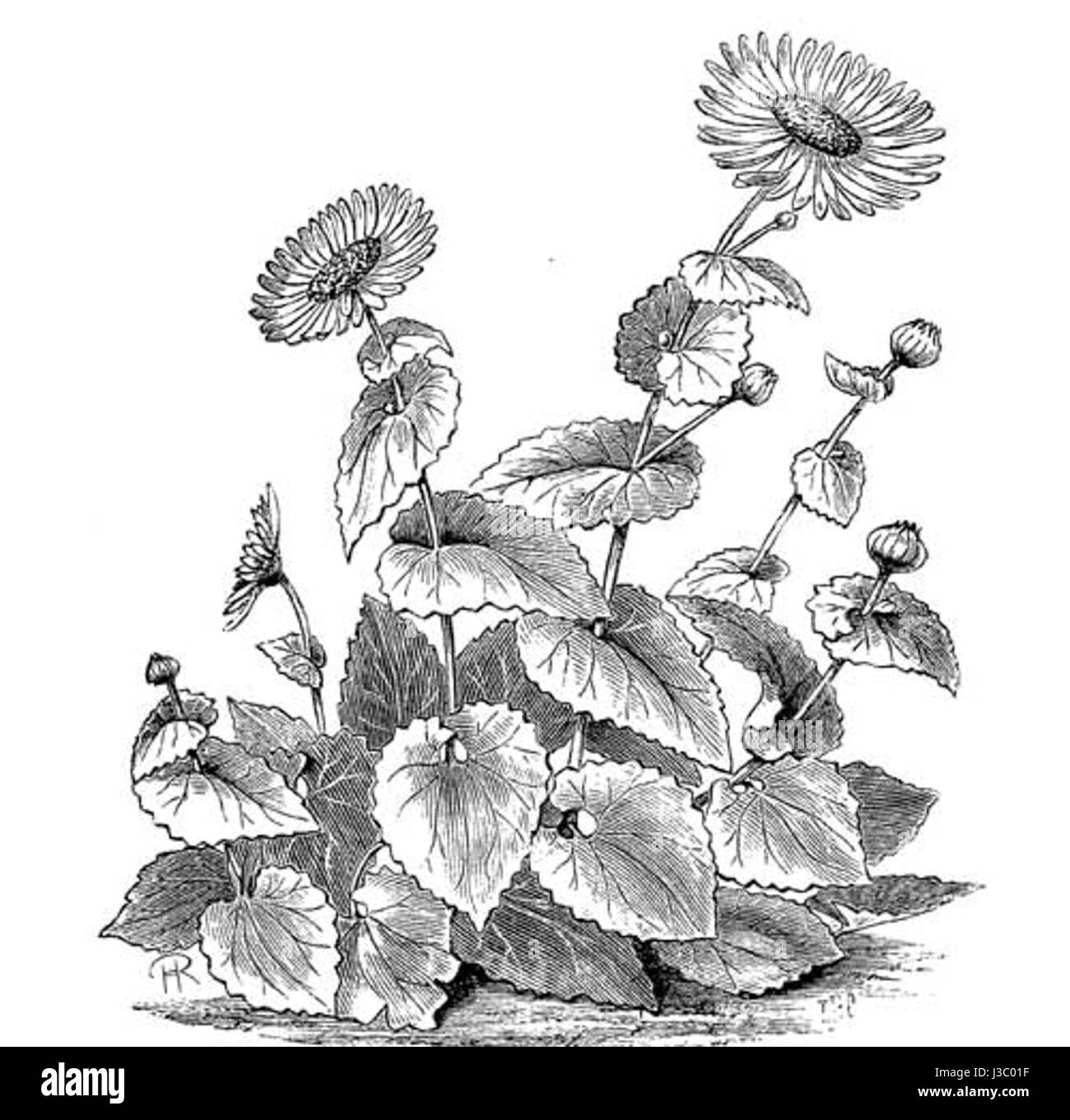 Doronicum Caucasicum JohnWood Foto Stock