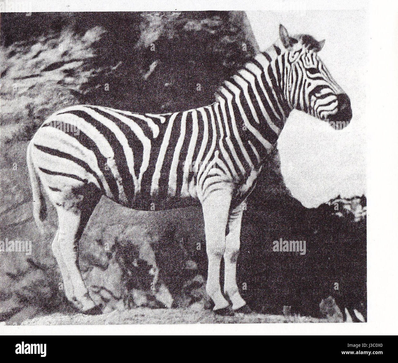 "Equus quagga burchellii" si riferisce alla zebra di Burchellâ€™s, una sottospecie della zebra delle pianure, ospitata allo zoo di Amburgo. È conosciuta per le sue sorprendenti strisce bianche e nere. Foto Stock