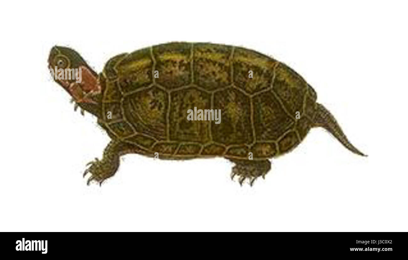 Emys muhlenbergii Holbrook Foto Stock