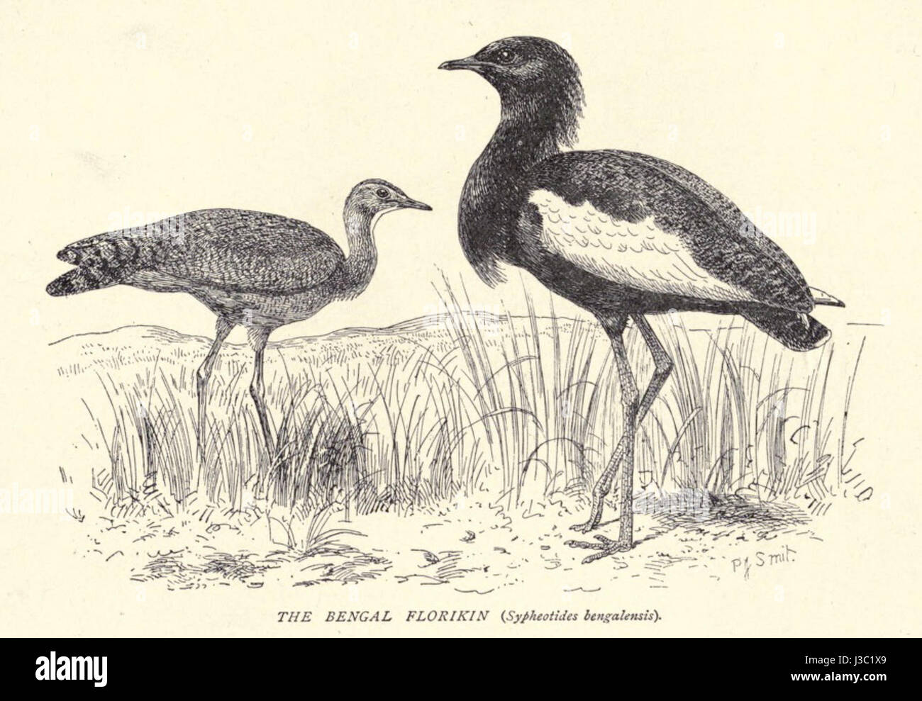 Un riferimento a *il fioricano del Bengala*, un'opera di Douglas Hamilton, che probabilmente descriveva lo studio o la conservazione di questa specie di uccelli in via di estinzione, il floricano del Bengala. Foto Stock