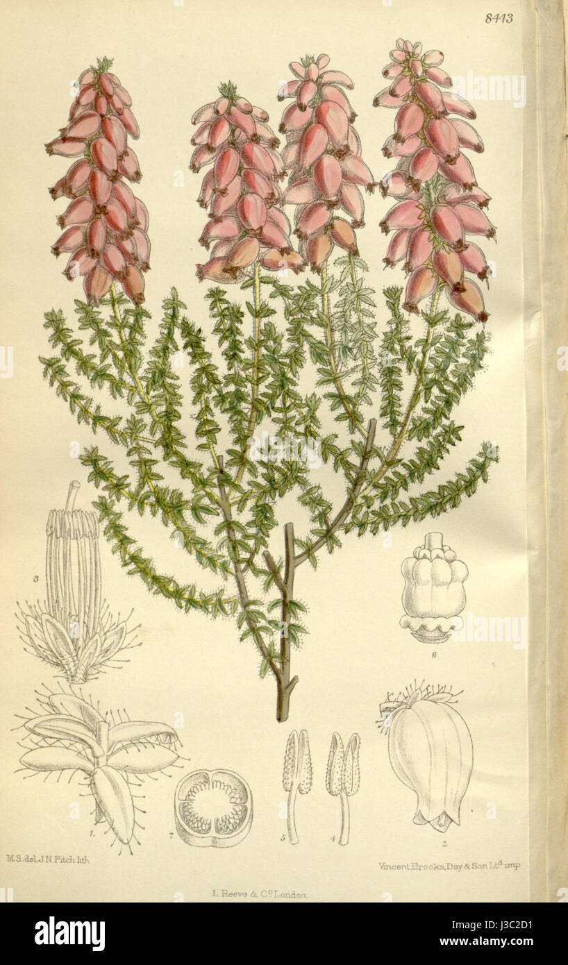 Erica ciliaris 138 8443 Foto Stock