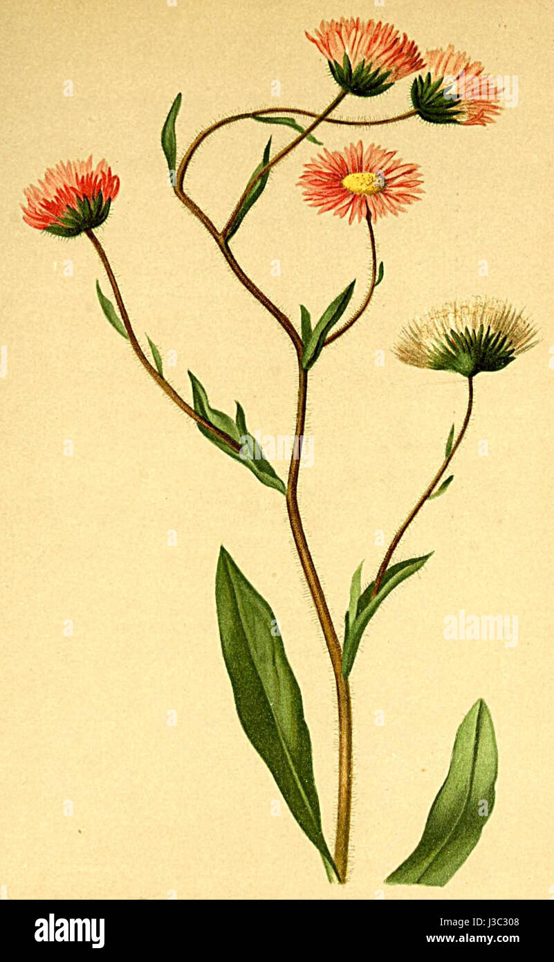 Erigeron villarsii, come mostrato nell'Atlante Alpenflora, è una specie di pianta fiorita presente nelle Alpi, nota per le sue caratteristiche uniche e il suo significato ecologico negli ambienti alpini. Foto Stock
