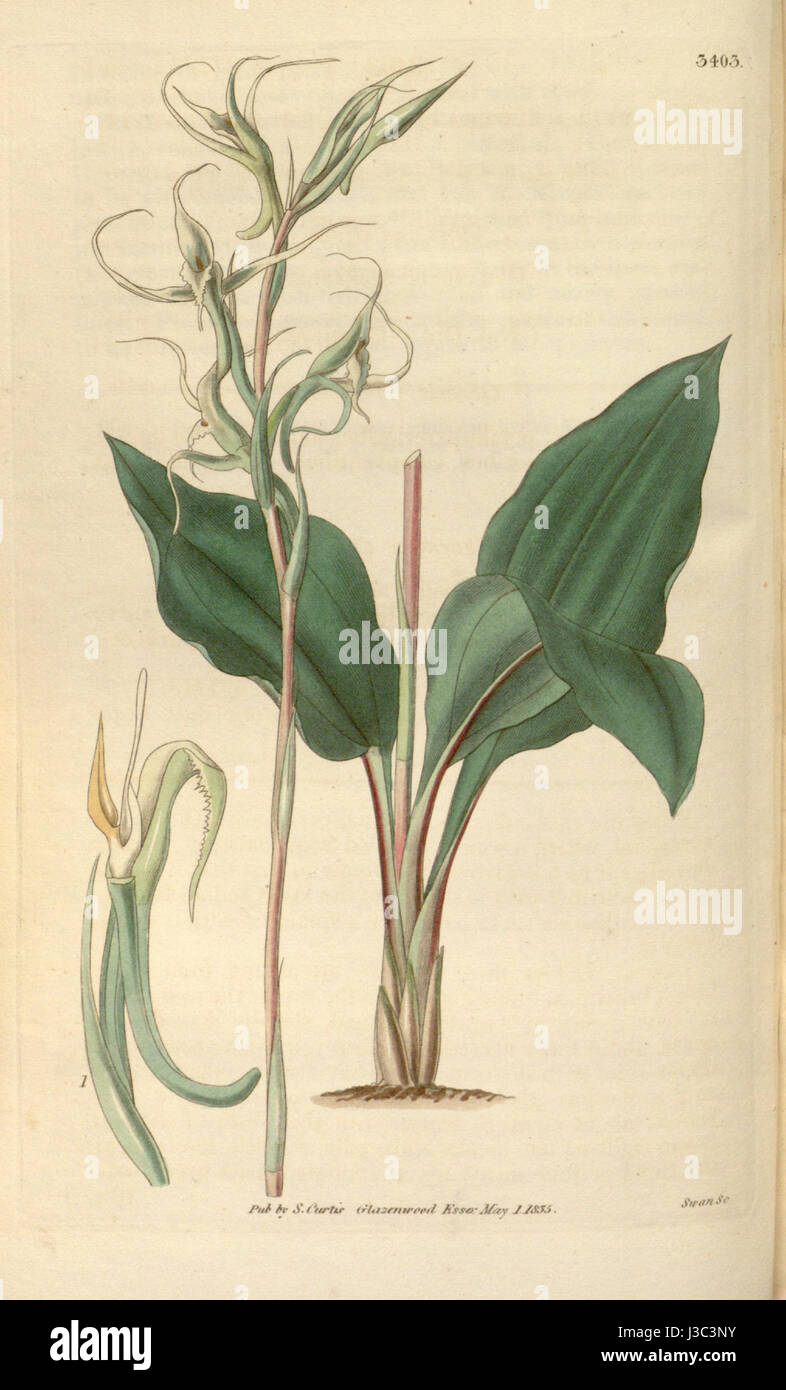 Eltroplectris calcarata (come Neottia calcarata) Curtis" 62 (N.S. 9) pl. 3403 (1835) Foto Stock