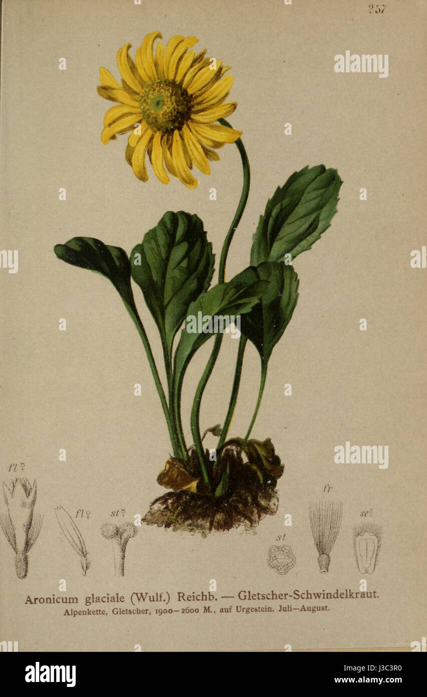 Il Doronicum glaciale è una specie di pianta fiorita che si trova nelle regioni d'alta quota delle Alpi. È conosciuta per i suoi fiori gialli luminosi e la sua capacità di prosperare in condizioni alpine. Foto Stock