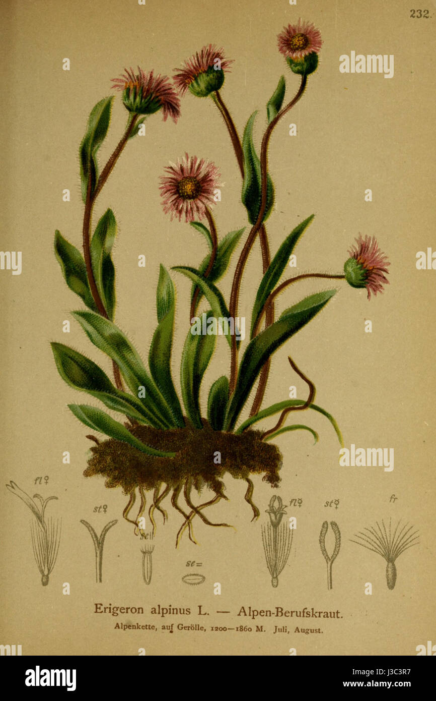 Erigeron alpinus, comunemente noto come fleabane alpine, è una pianta perenne che vive nelle regioni alpine. Presenta fiori simili a margherita e prospera nei climi freddi, spesso usati per scopi ornamentali nei giardini e nei paesaggi. Foto Stock