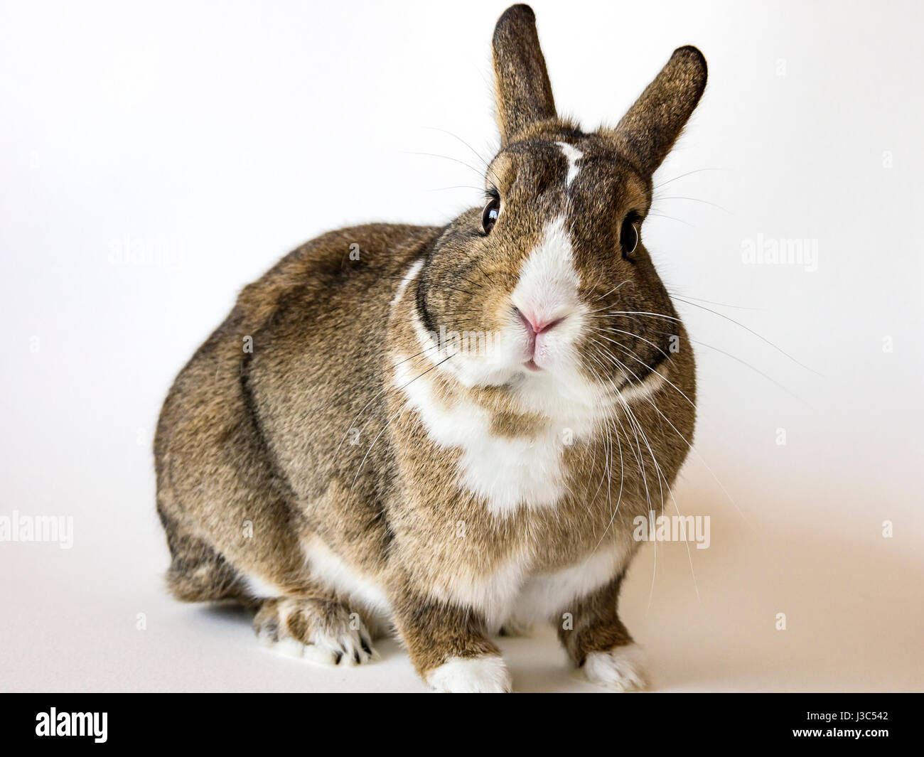 Un coniglio, un pigmeo di coniglio, un aguti Netherland Dwarf isolata contro uno sfondo bianco. Foto Stock
