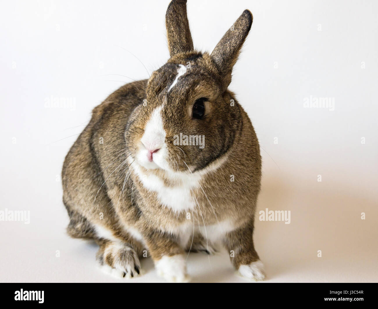 Un coniglio, un pigmeo di coniglio, un aguti Netherland Dwarf isolata contro uno sfondo bianco. Foto Stock
