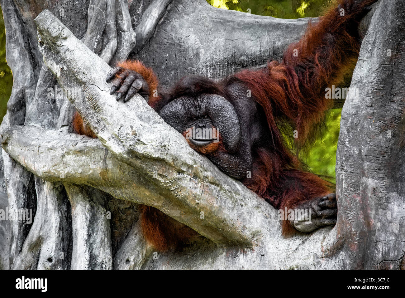 Big redhead hairy orangutan maschio con grandi guancia si siede su un grande albero vicino alla Foto Stock