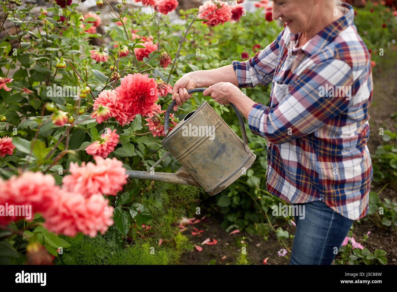 Senior donna fiori di irrigazione al giardino estivo Foto Stock