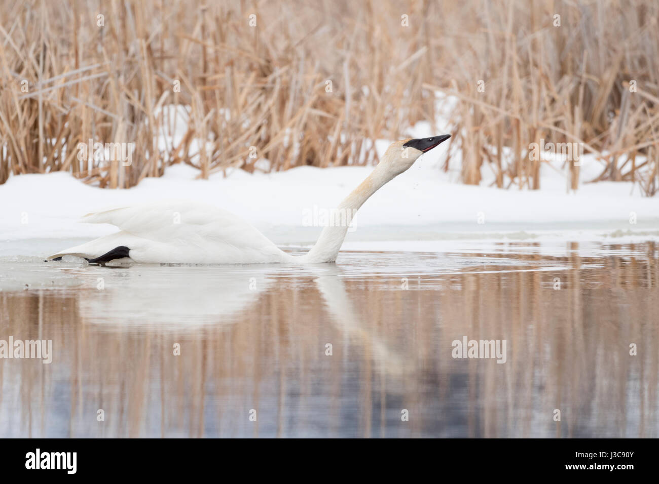 Trumpeter Swan ( Cygnus buccinatore ) in inverno, nuoto, acqua potabile, sorseggiando acqua, nella parte anteriore della coperta di neve reed, Grand Teton NP, STATI UNITI D'AMERICA. Foto Stock