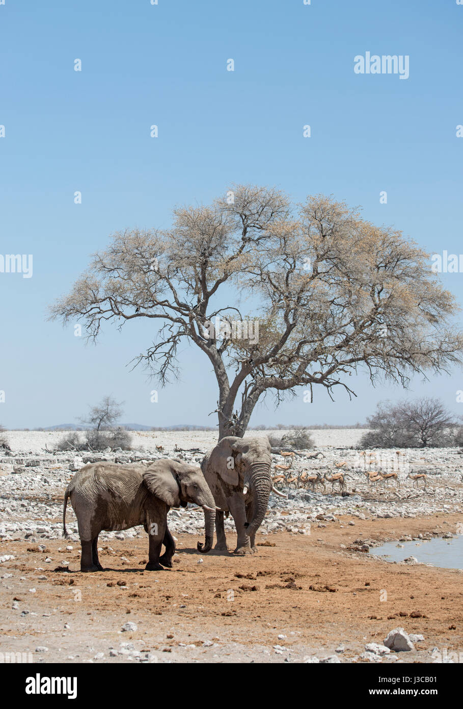 Elefanti a waterhole: Loxodonta africana. Etosha, Namibia. Foto Stock
