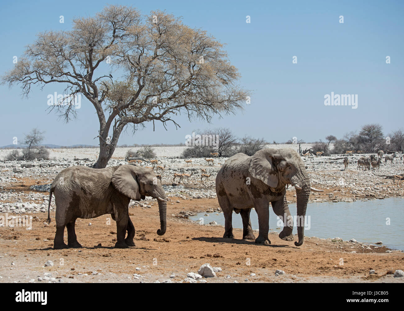 Elefanti a waterhole: Loxodonta africana. Etosha, Namibia. Foto Stock
