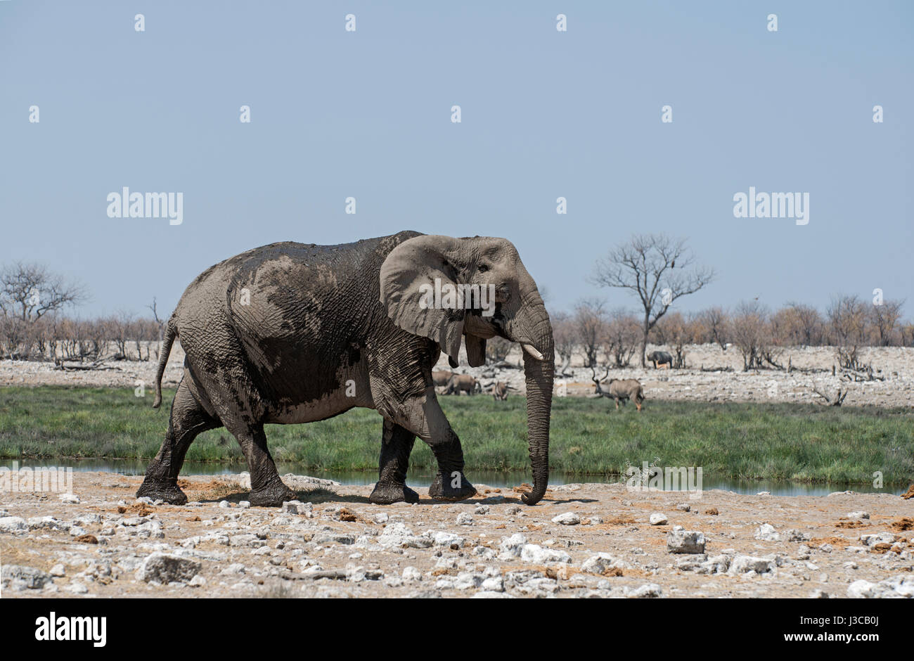Elefante: Loxodonta africana. Etosha, Namibia Foto Stock