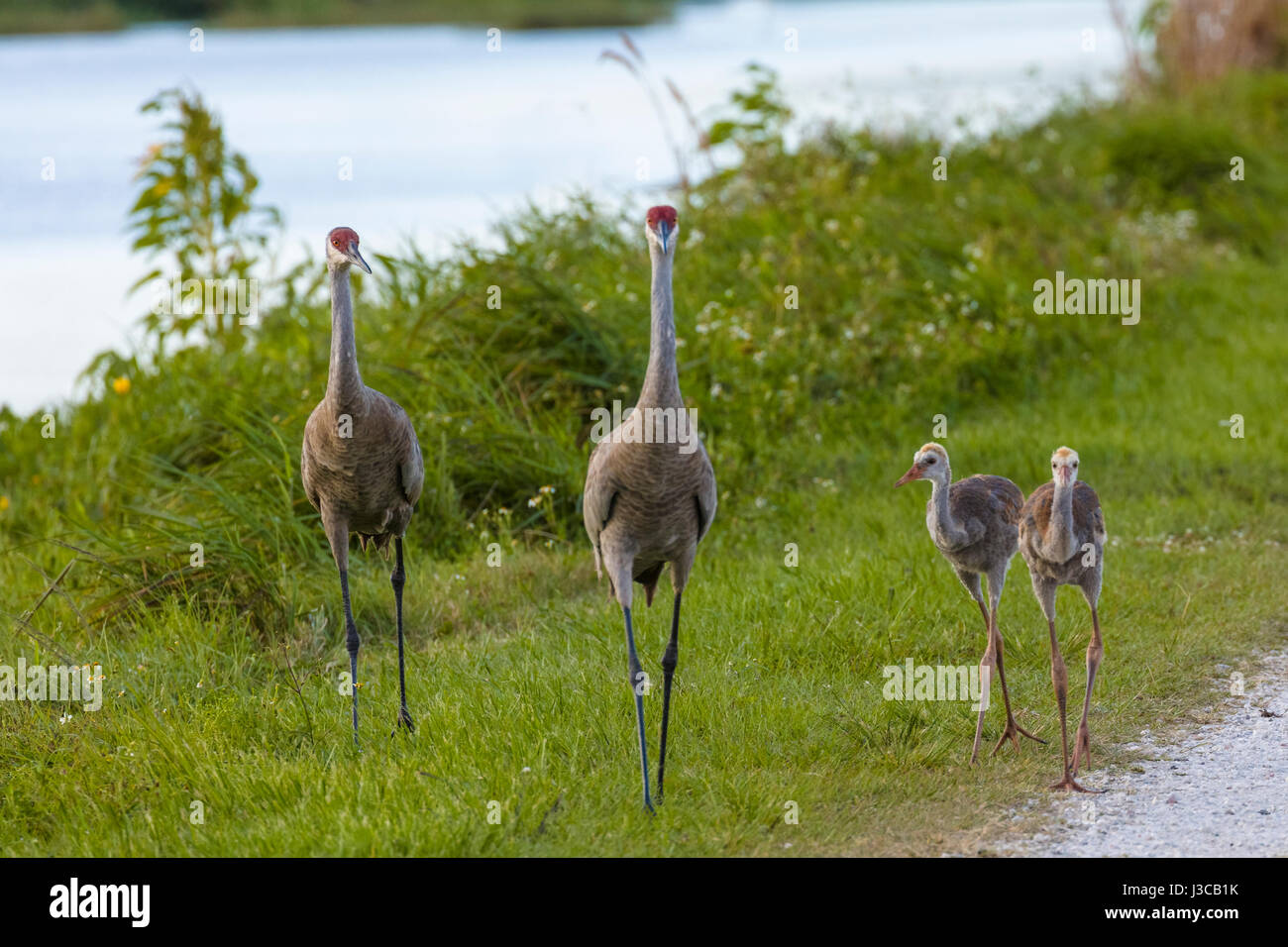 Sandhill gru famiglia al cerchio B Bar riserva nella contea di Polk in Lakeland Florida Foto Stock