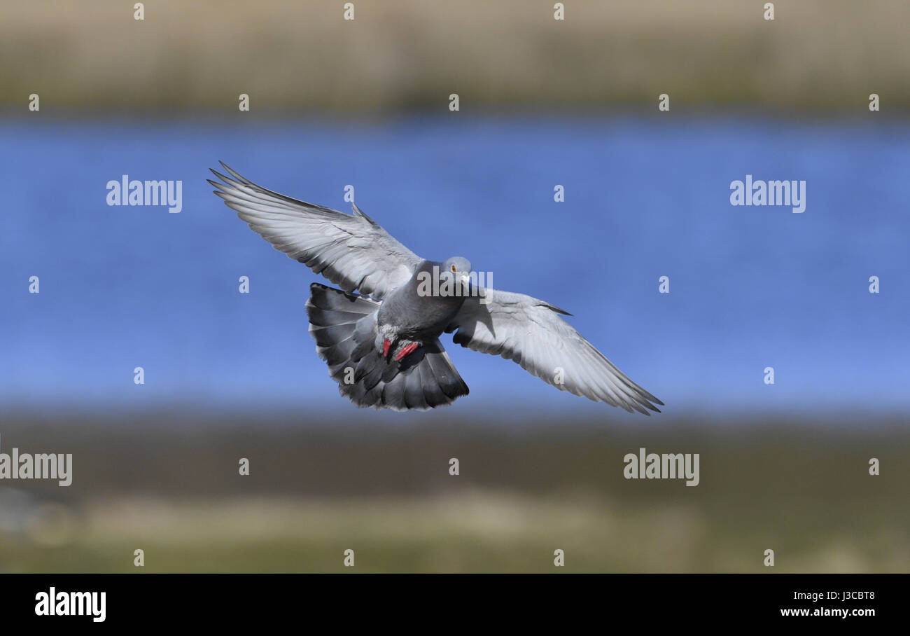 Feral Pigeon - Columba livia Foto Stock