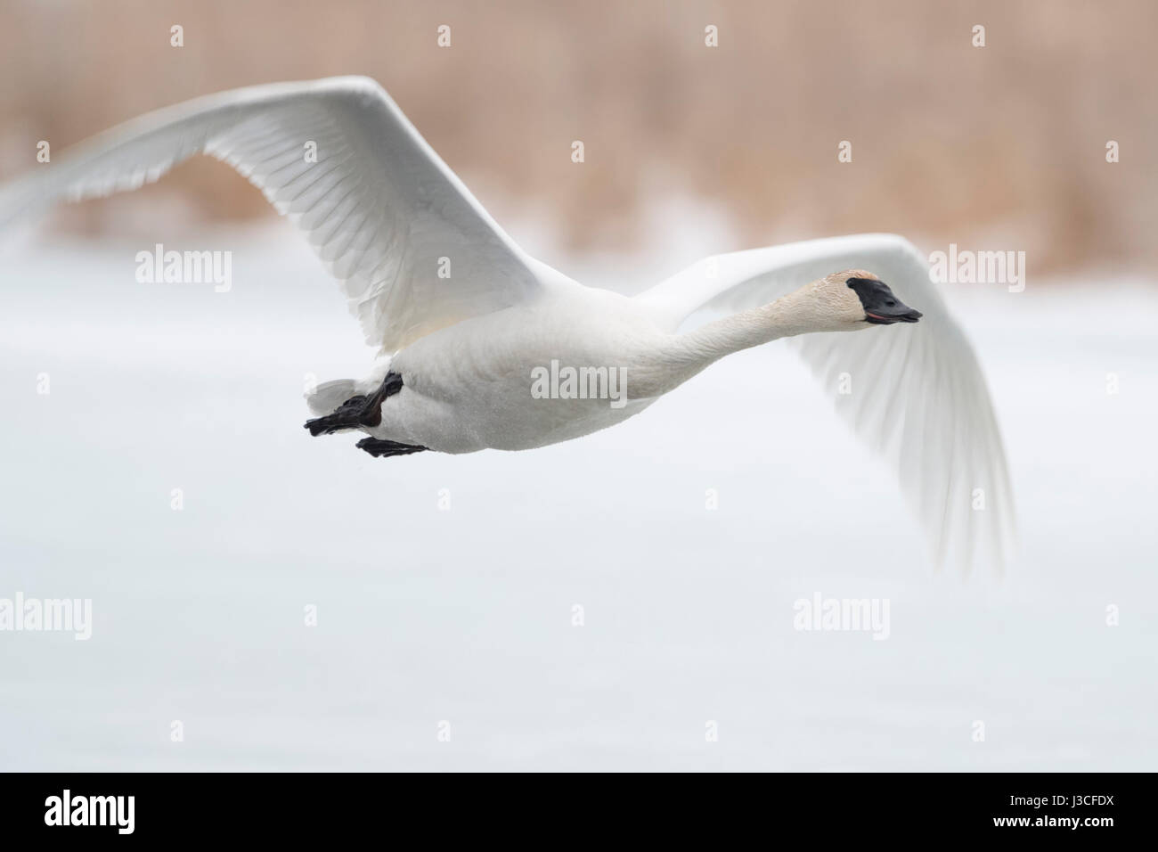 Trumpeter Swan / Trompeterschwan ( Cygnus buccinatore ) in inverno in volo, volare al di sopra di un fiume congelato, su neve, Grand Teton National Park, Stati Uniti d'America. Foto Stock