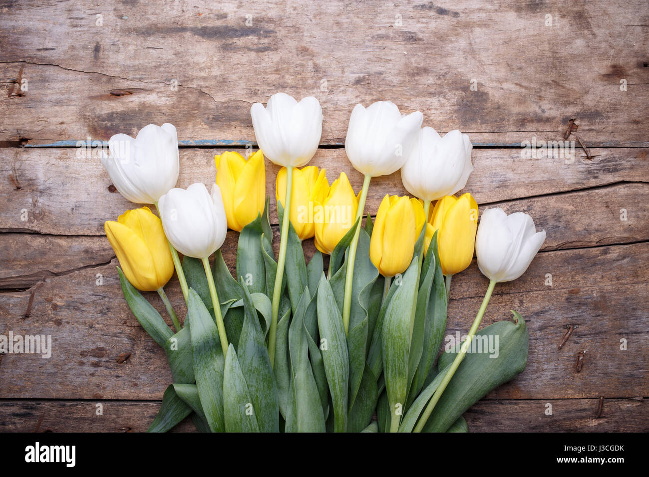 Pila di bianco fresco e tulipani gialli su sfondo di legno. La dispersione di fiori di primavera su grunge tavolo in legno Foto Stock