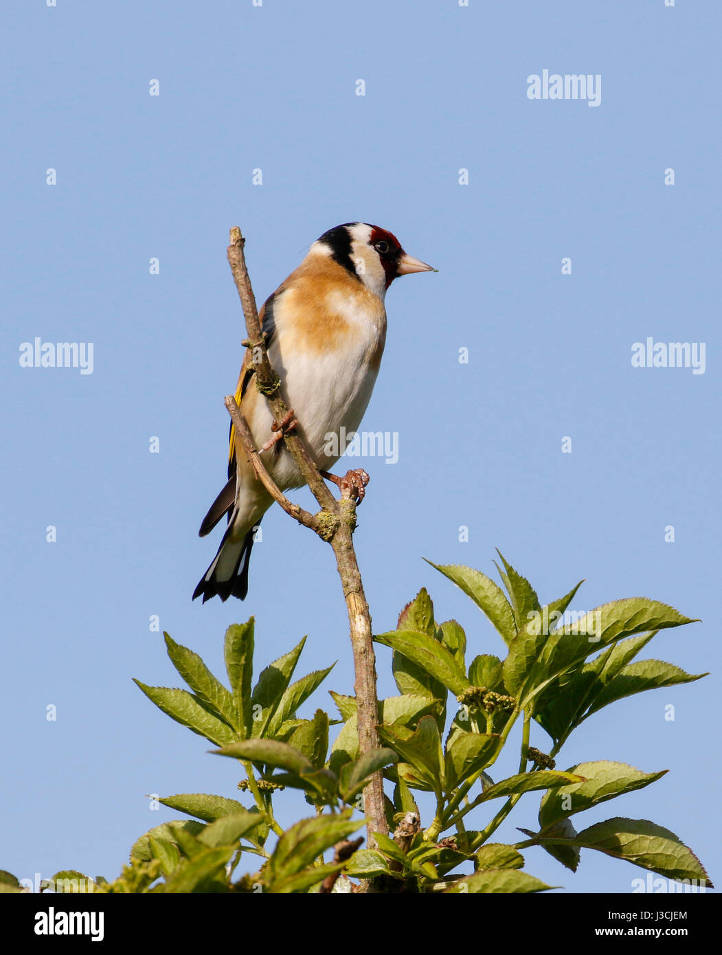 Cardellino ( Carduelis carduelis) Foto Stock