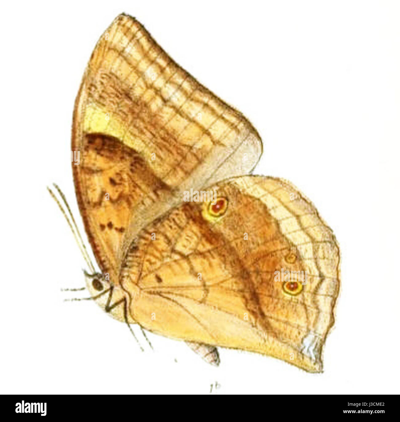 DiscophoraContinentalis150 1b Foto Stock