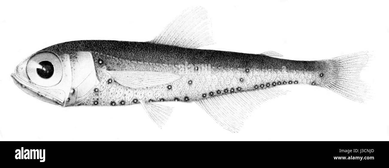 Diaphus luetkeni Foto Stock