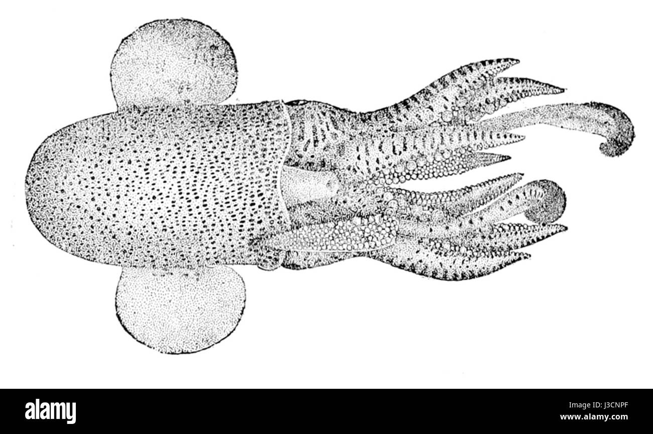 Euprymna scolopes Foto Stock