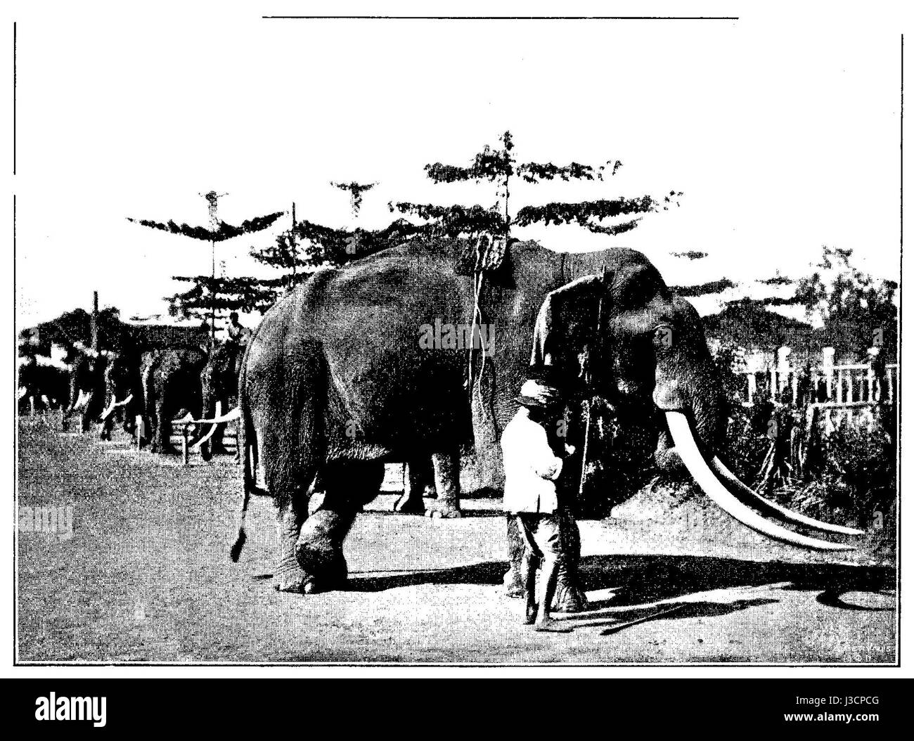 Elefanten Cambogia Foto Stock