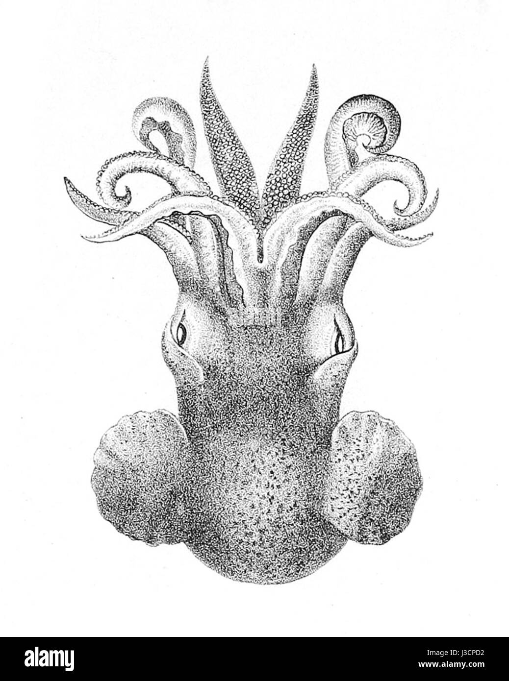 Euprymna morsei è una specie di calamari nota per la sua bioluminescenza e la relazione simbiotica con i batteri che producono luce. Questa specie di calamari si trova principalmente nella regione Indo-Pacifico e svolge un ruolo negli ecosistemi marini contribuendo alla catena alimentare e alla biodiversità della zona. Foto Stock