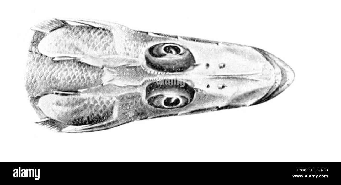 È relativa testa ransonnettii Foto Stock