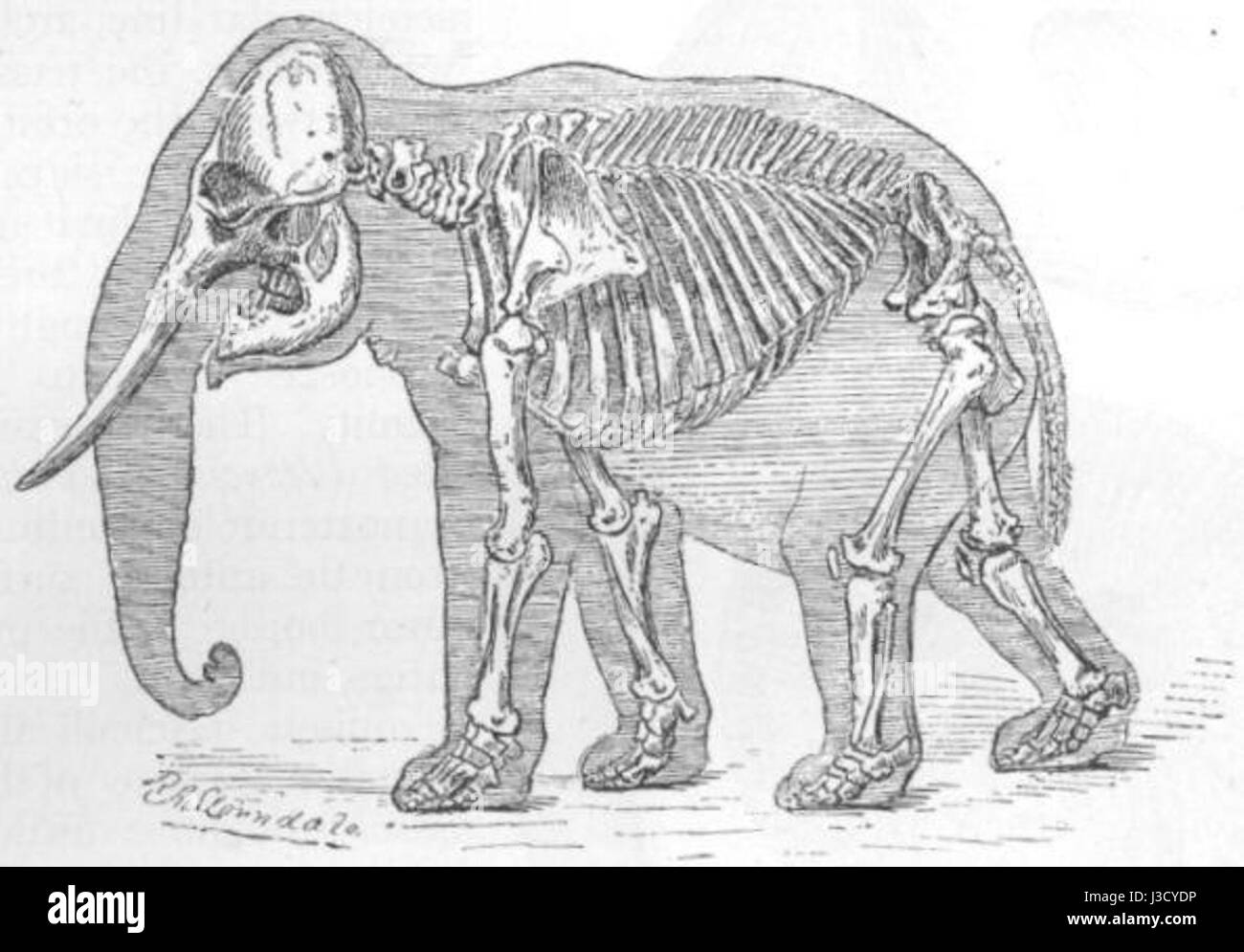 Questa immagine mostra uno scheletro di elefante, evidenziando la struttura scheletrica dell'animale, con particolare attenzione alle sue ossa e zanne grandi, offrendo una visione delle sue dimensioni fisiche e anatomia. Foto Stock