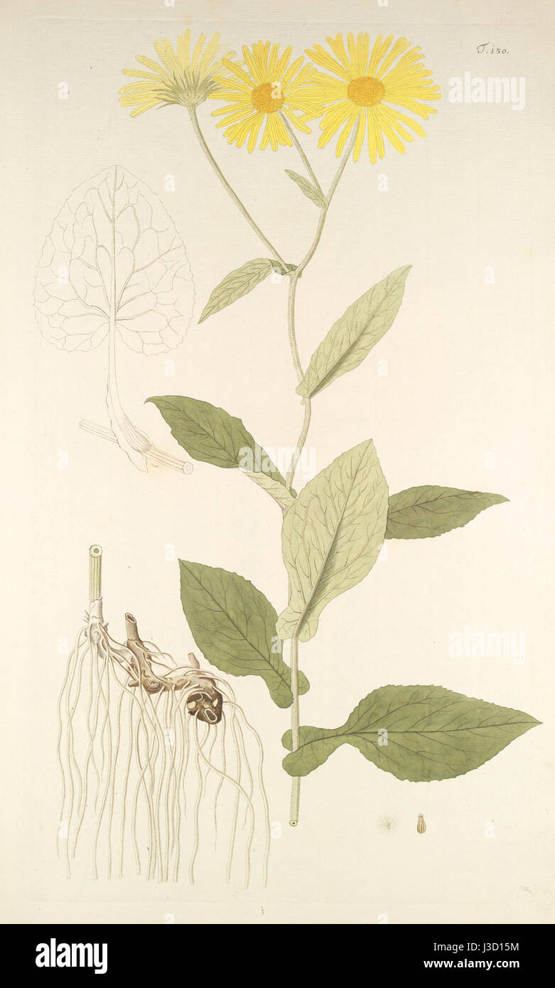 Doronicum austriacum 001x Foto Stock