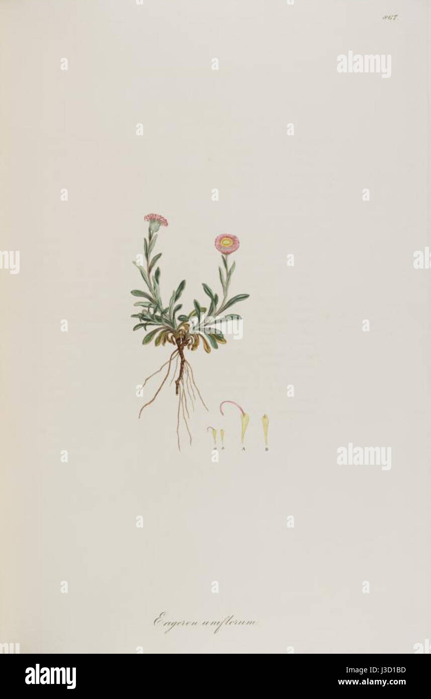 L'Erigeron uniflorus, comunemente noto come fleabana alpina, è una pianta fiorita che si trova nelle regioni montane. Questa specie è conosciuta per i suoi delicati fiori bianchi e la sua capacità di prosperare in ambienti difficili e ad alta quota, contribuendo agli ecosistemi alpini. Foto Stock