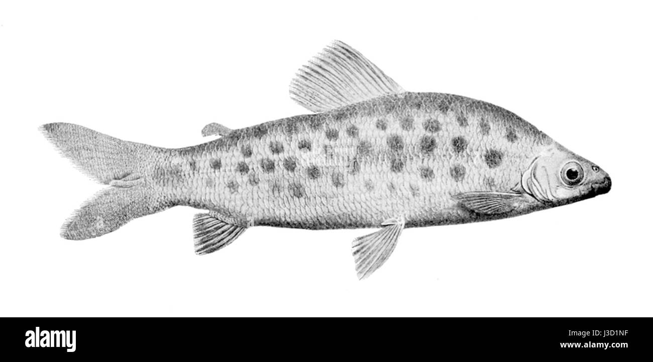 Il Distichodus maculatus è una specie di pesci d'acqua dolce originaria dell'Africa, in particolare del bacino del fiume Congo. Nota per i suoi segni distintivi, è una specie importante nella pesca locale. Foto Stock