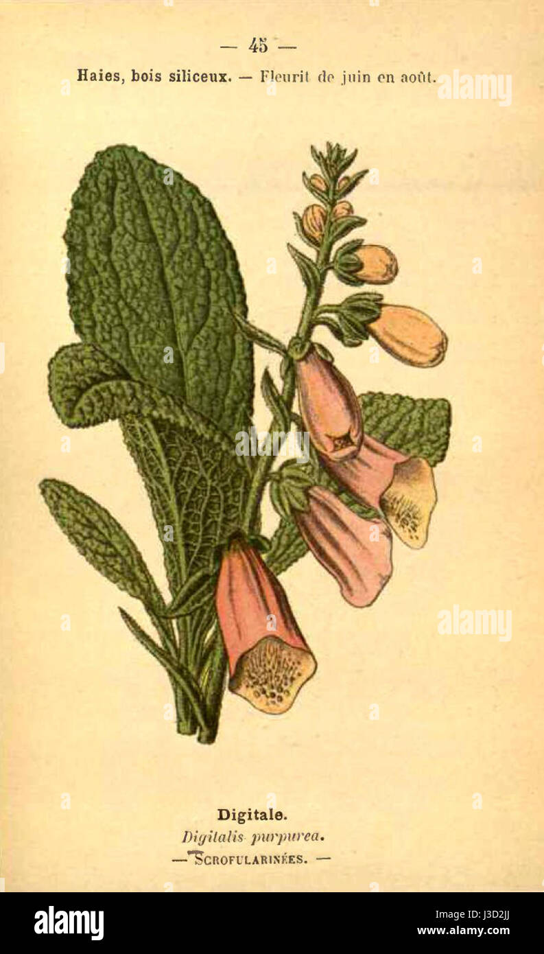 *Digitalis purpurea*, comunemente noto come foxglove, è una pianta in fiore nota per le sue impressionanti punte di fiori tubolari. È originaria dell'Europa e dell'Asia ed è usata nel giardinaggio e nella medicina tradizionale. Foto Stock