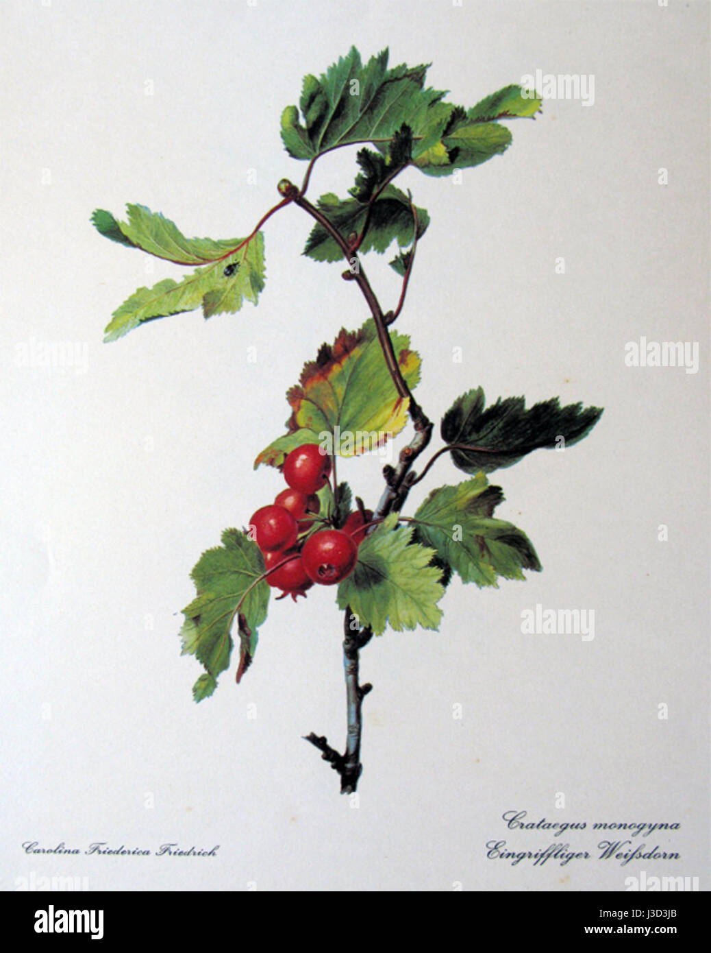 L'Eenstijlige meidoorn, noto anche come biancospino, è un arbusto o piccolo albero che produce ammassi di fiori bianchi o rosa. È ampiamente diffusa nelle regioni temperate ed è nota per le sue folte spine e le bacche rosse. Il biancospino ha usi medicinali ed è apprezzato per il suo fascino estetico nel paesaggio. Foto Stock