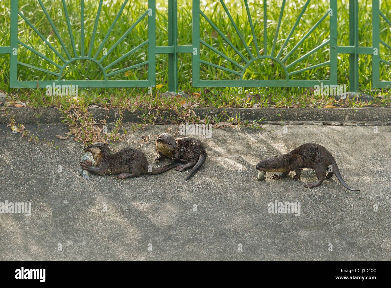 Liscio rivestito di lontra (Lutrogale perspicillata) cubs mangia il pesce catturato dai loro genitori su un calcestruzzo in riva al fiume, Singapore Foto Stock