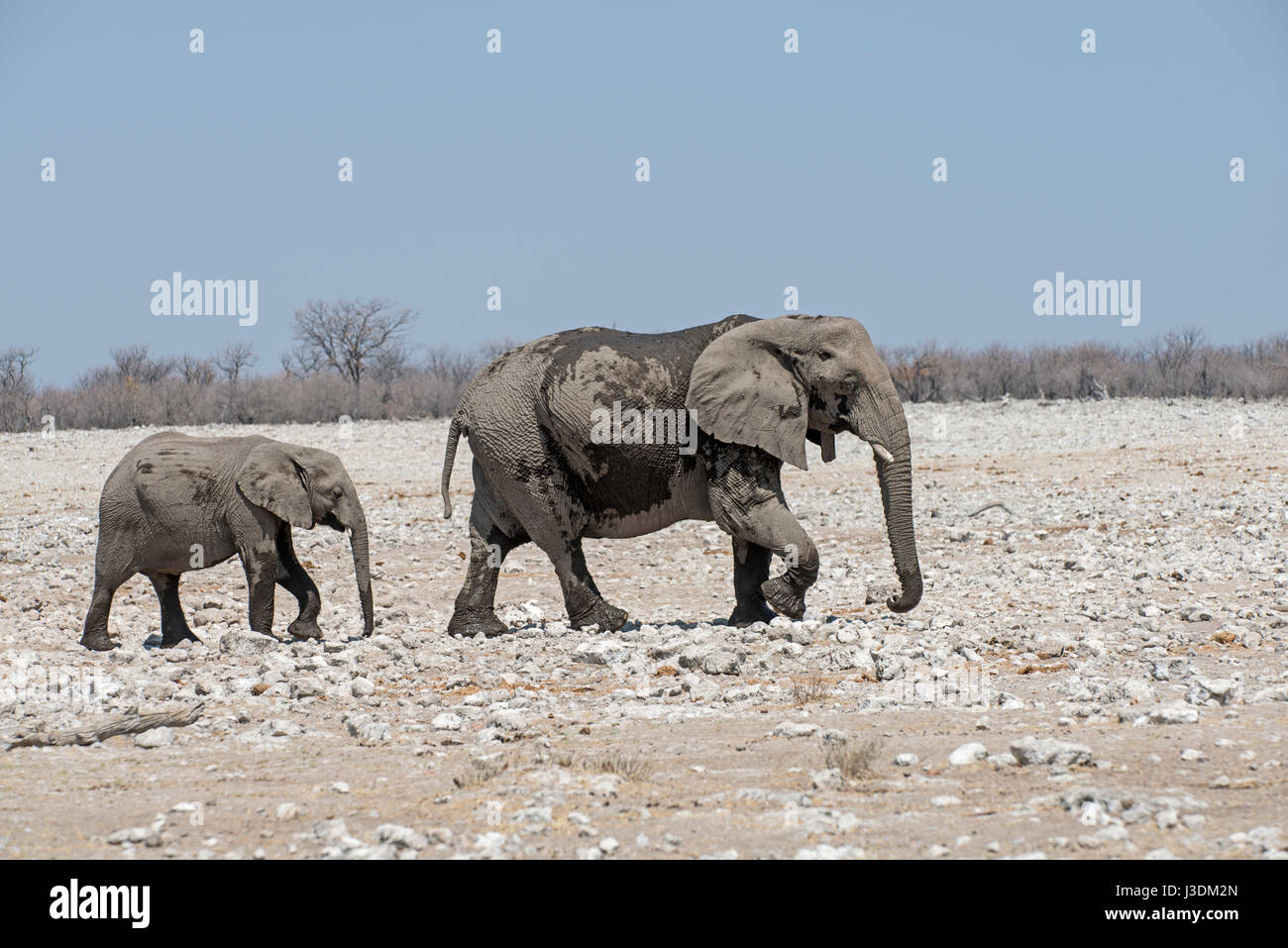 Elefante africano: Loxodonta africana. Con i capretti. Etosha, Namibia Foto Stock