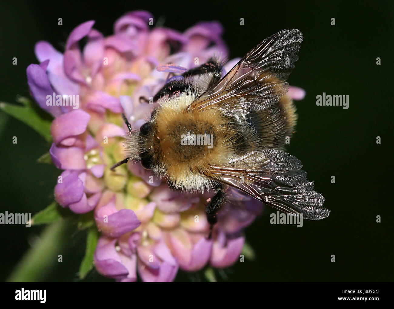 Alimentazione comune europeo di carda-bee (Bombus pascuorum). Foto Stock