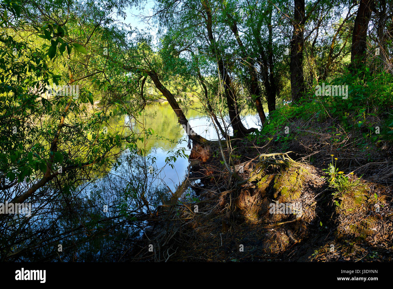 Il delta del Danubio riserva naturale, Romania. Incredibile vecchio foresta paesaggio. Foto Stock