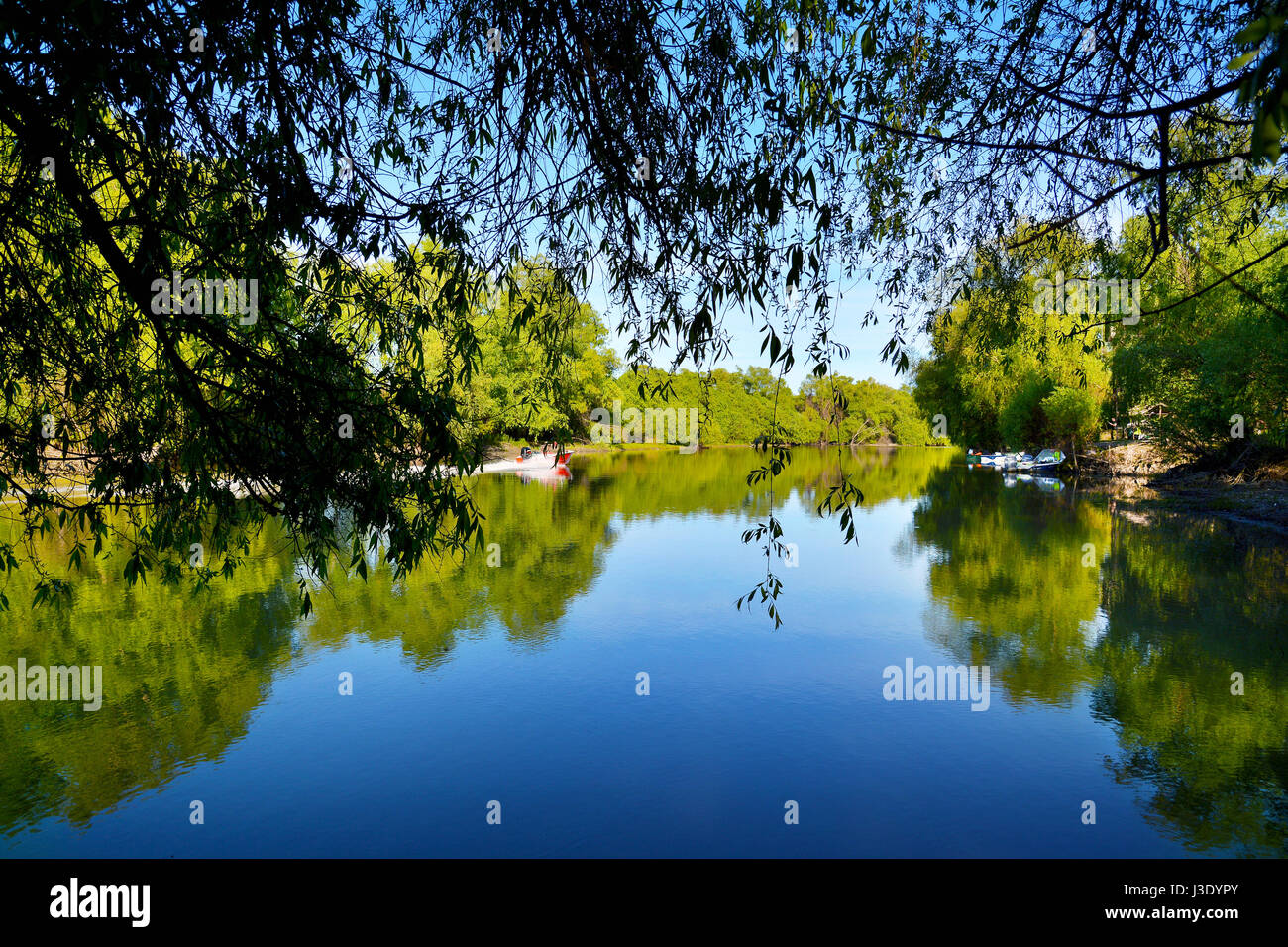 Il delta del Danubio riserva naturale, Romania. Incredibile vecchio foresta paesaggio. Foto Stock