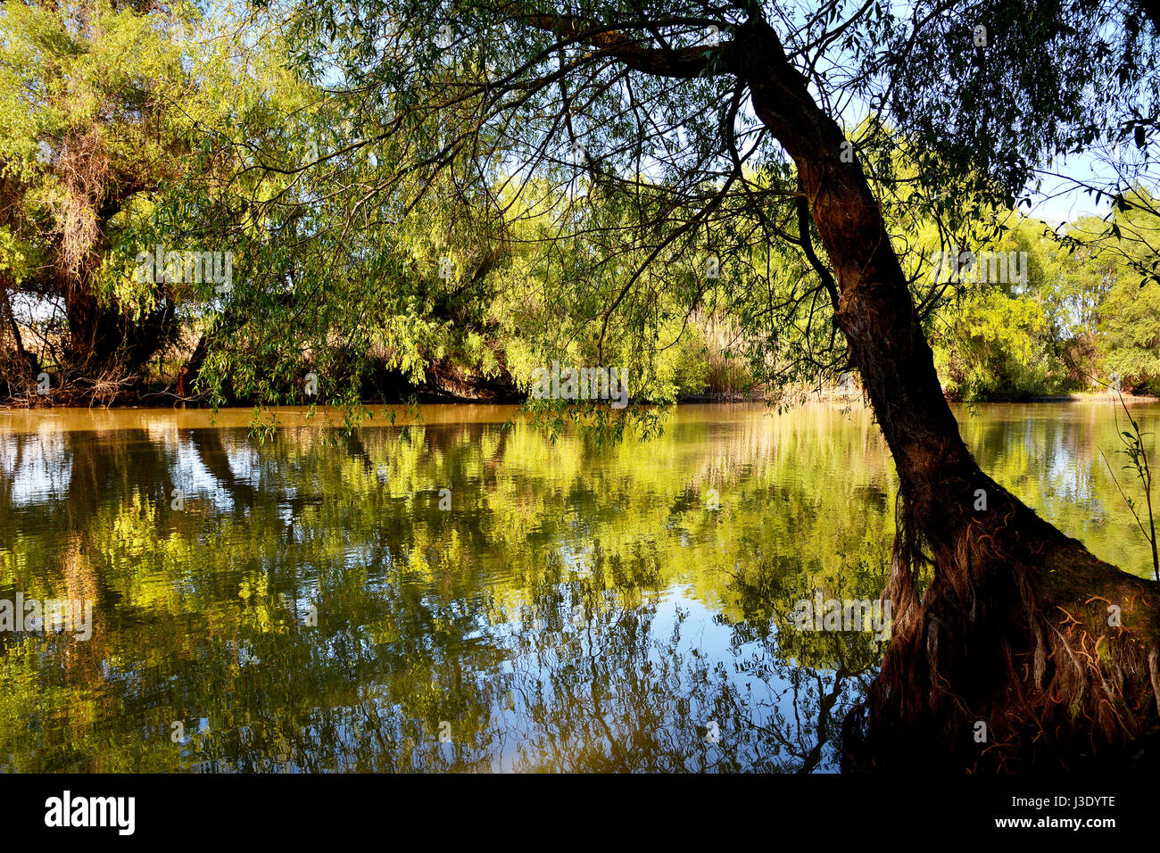Il delta del Danubio riserva naturale, Romania. Incredibile vecchio foresta paesaggio. Foto Stock