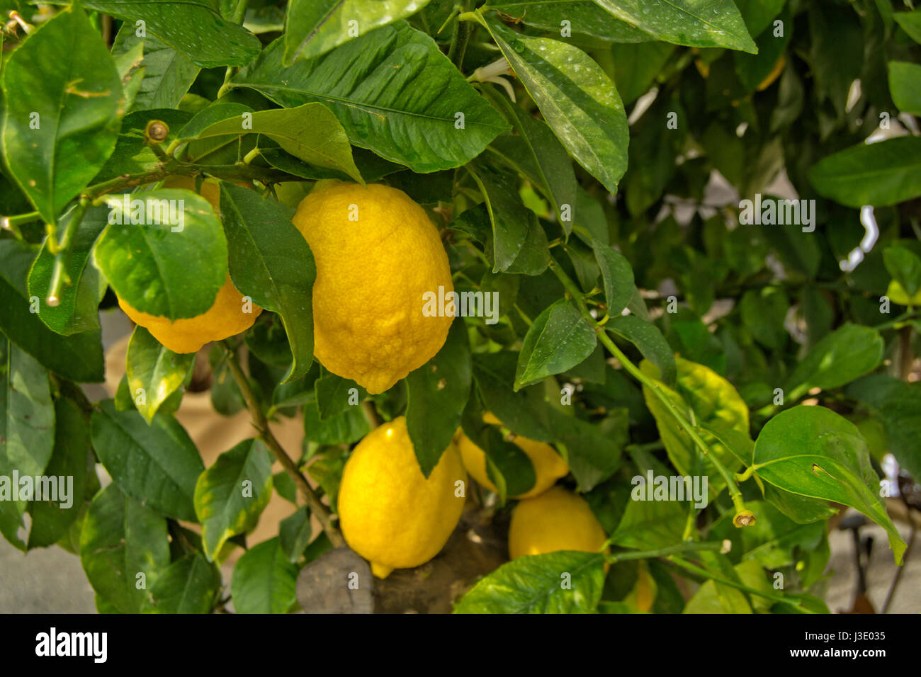 Lemon Tree con il giallo dei limoni un foglie verdi Foto Stock
