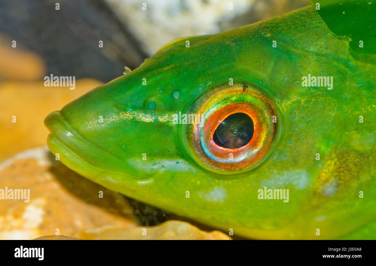 Fish Eye - Ballan wrasse (Labrus bergylta). Sussex, Regno Unito Foto Stock