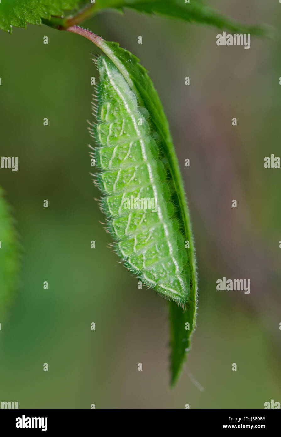 Brown Hairstreak Butterfly (Thecla betulae) Caterpillar sul Prugnolo foglia. Sussex, Regno Unito Foto Stock