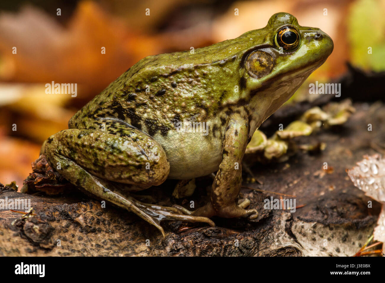 Rana toro su un log in Maine in una foresta al di fuori dell'acqua Foto Stock