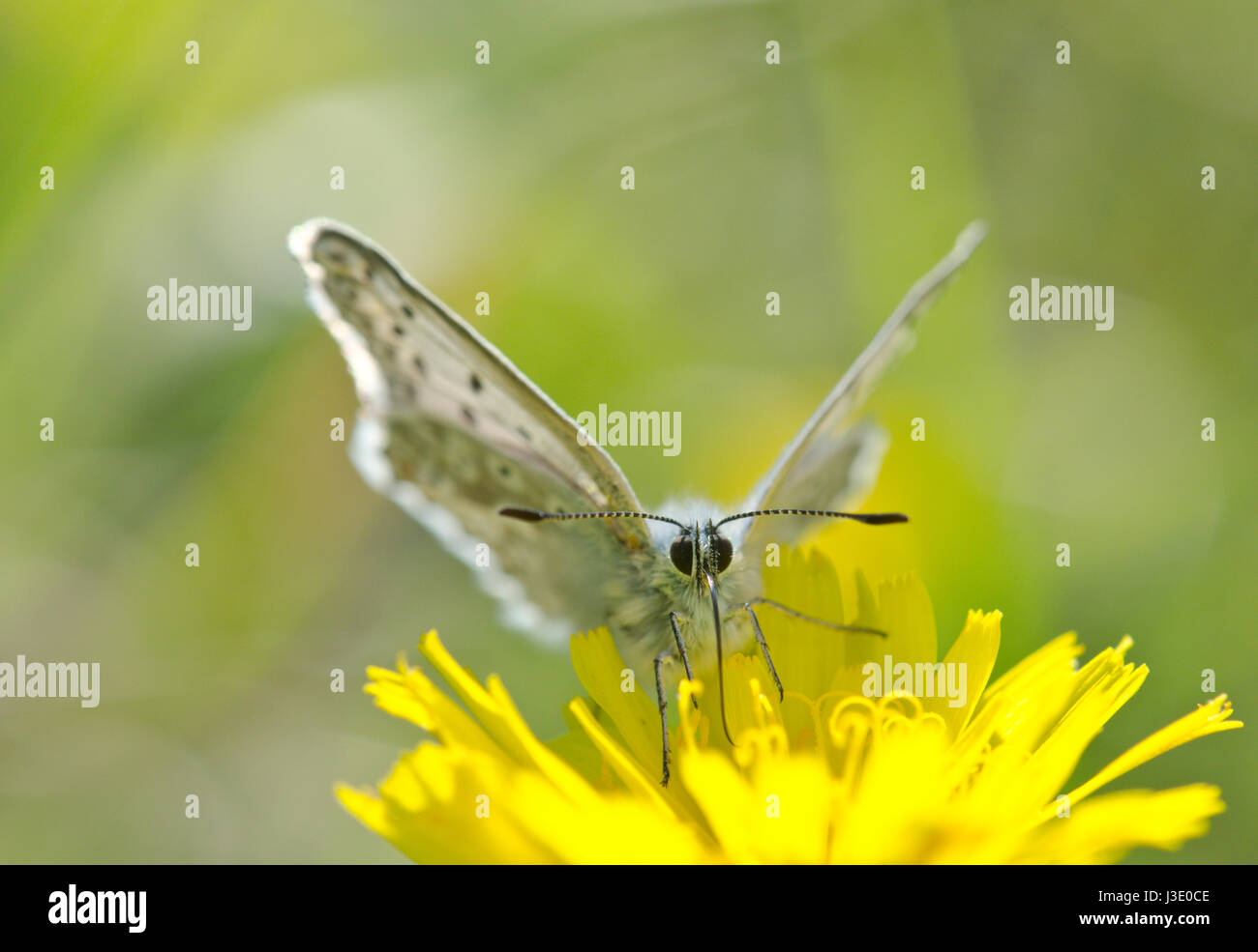 Chalk Hill Blue Butterfly retroilluminato su fiore giallo. Sussex, Regno Unito Foto Stock