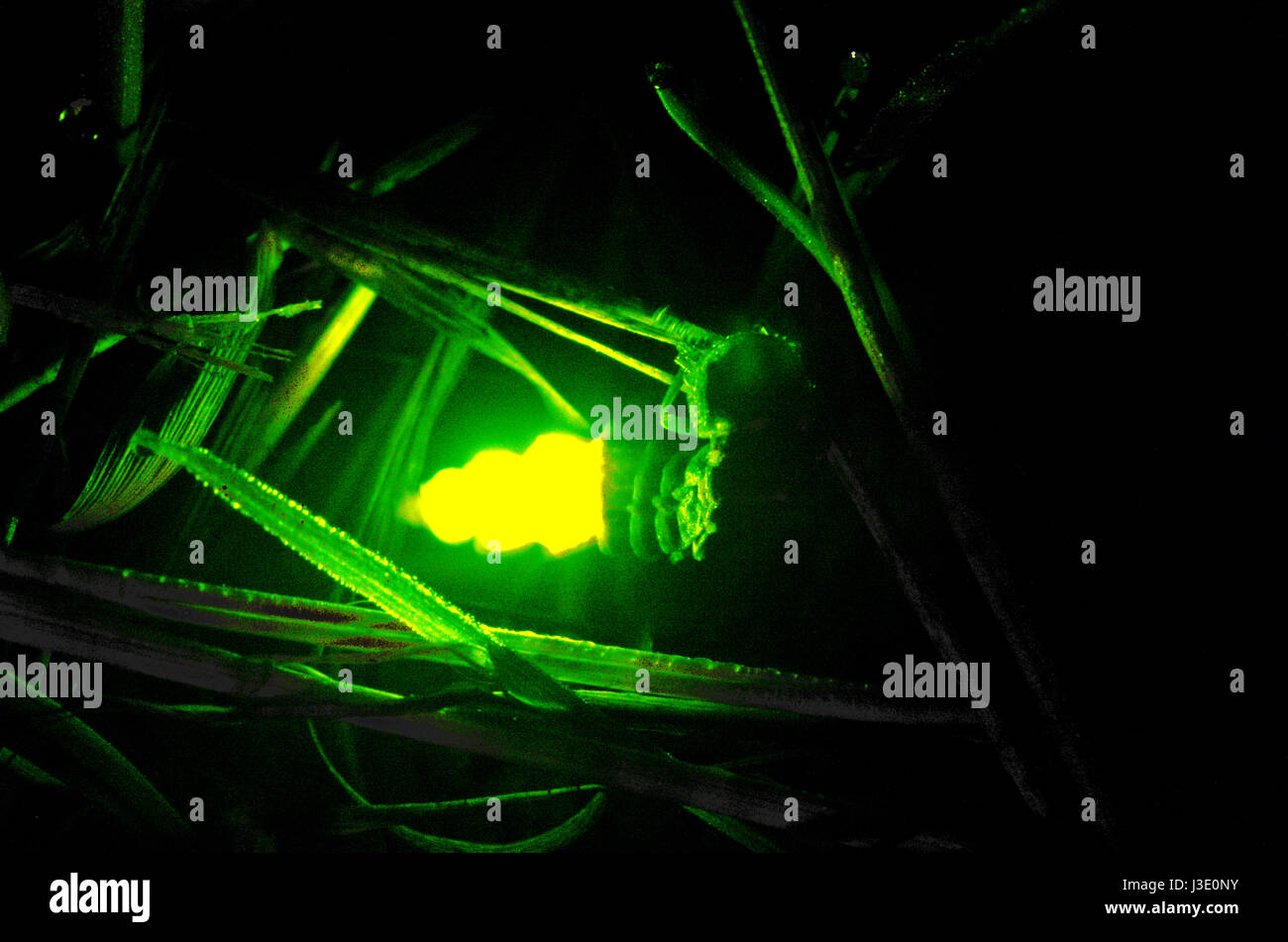 Glow Worm (Lampyris noctiluca) incandescente femmina 2 di 2 Foto Stock