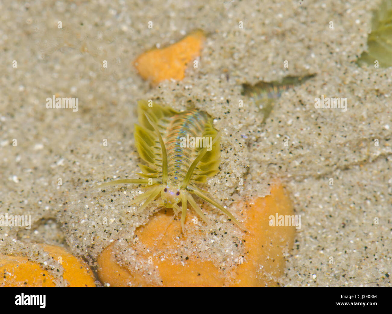 Capo Verde (Paddleworm Phyllodoce lamelligera) Foto Stock