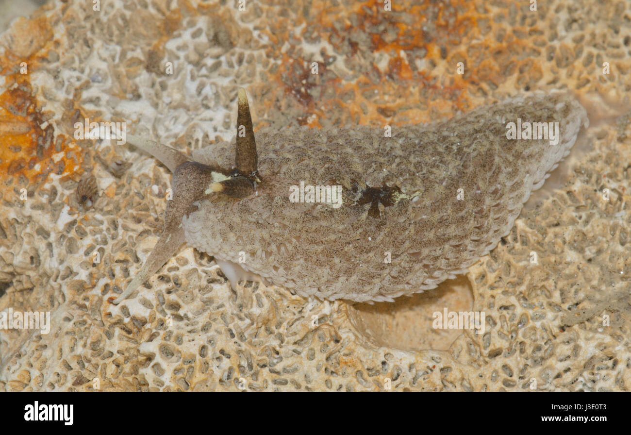 Grigio (Sea-Slug Aeolidia papillosa) a bassa marea Foto Stock